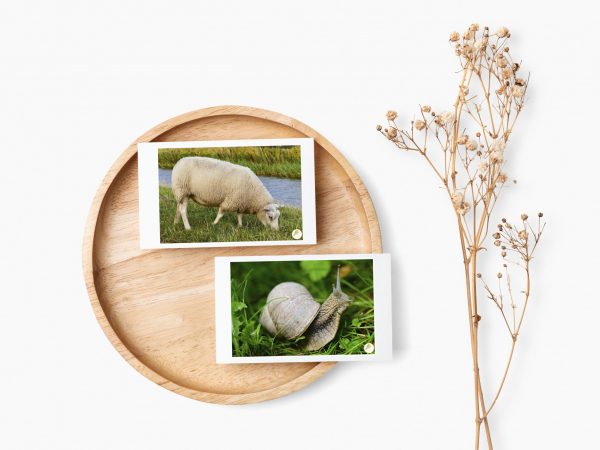 Tarjetas de imagenes - Animales de la granja