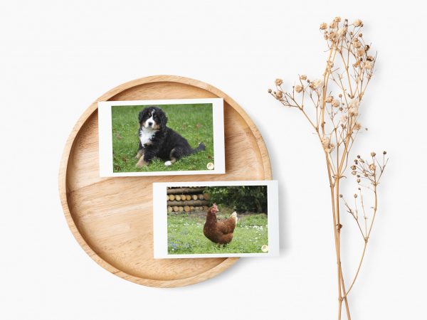 Tarjetas de imagenes - Animales de la granja