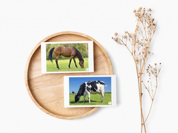 Tarjetas de imagenes - Animales de la granja