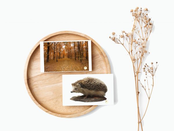 Tarjetas de imagenes - Otoño
